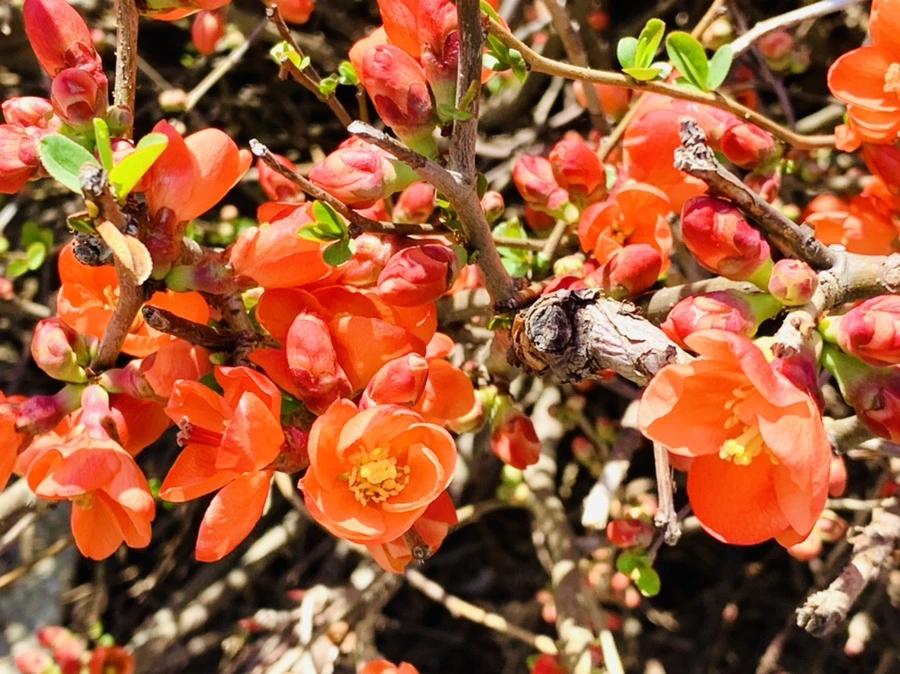 IMG_8301.jpg?type=w966