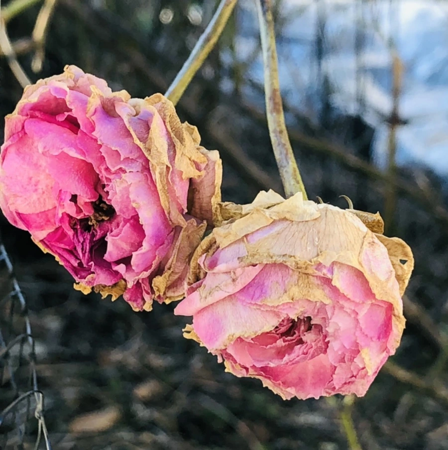 IMG_1183.jpg?type=w966