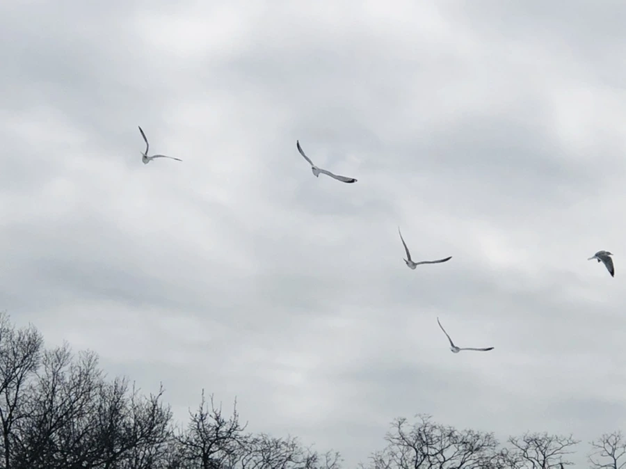 IMG_2480.jpg?type=w966