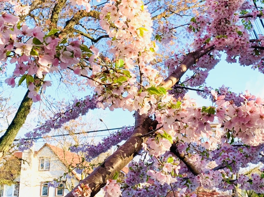 IMG_2457.jpg?type=w966