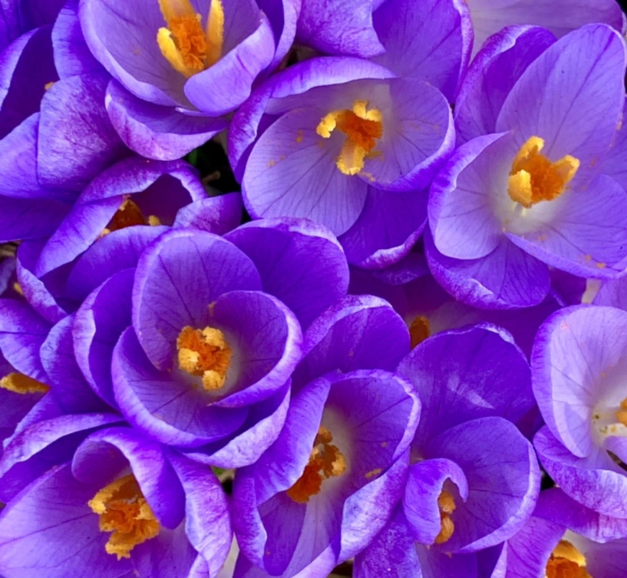 IMG_0154.jpg?type=w966