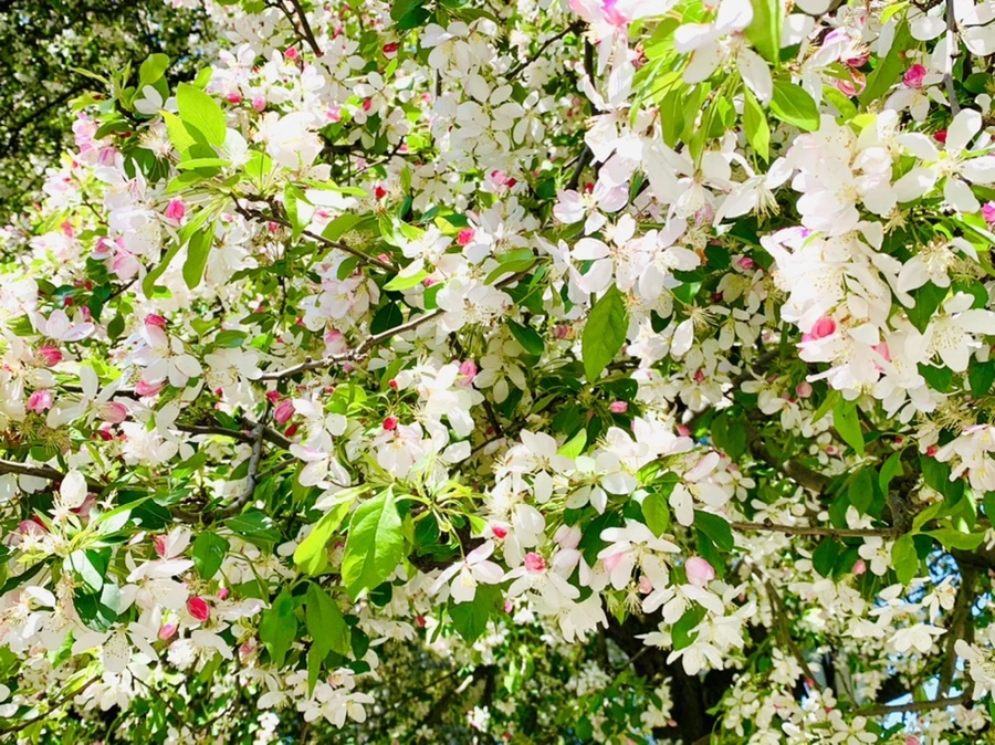 IMG_5731.jpg?type=w966