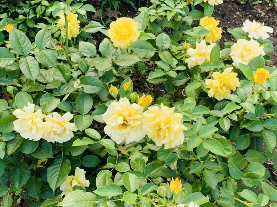 IMG_2959.jpg?type=w966