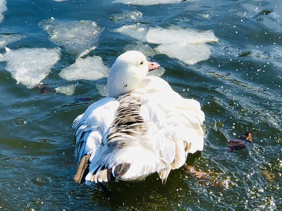 IMG_5344.jpg?type=w966