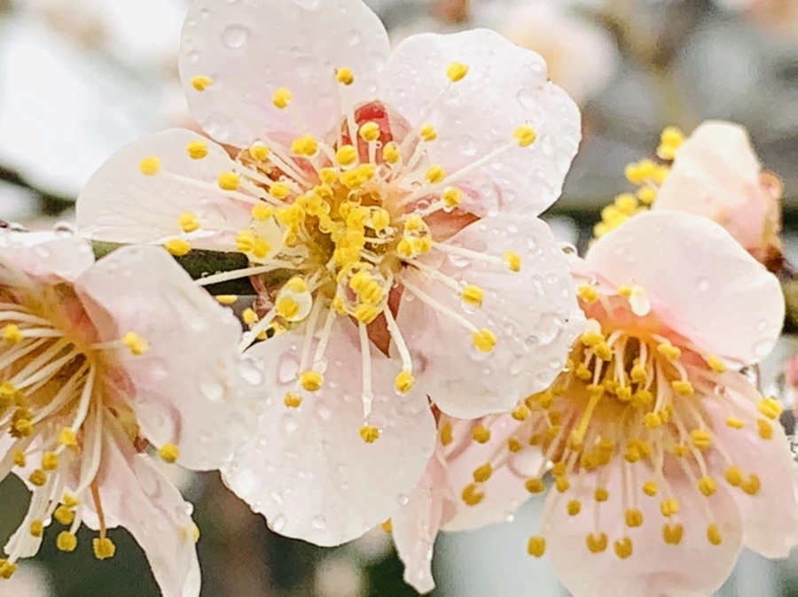 IMG_1949.jpg?type=w966