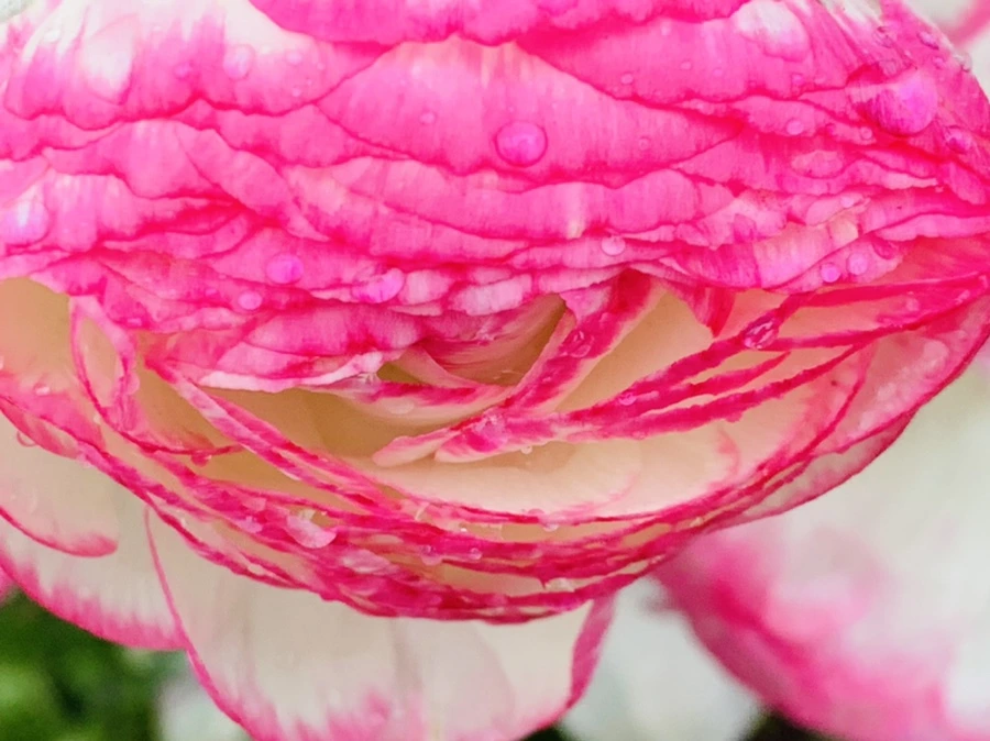 IMG_9437.jpg?type=w966