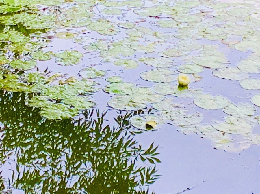 IMG_7800.jpg?type=w966