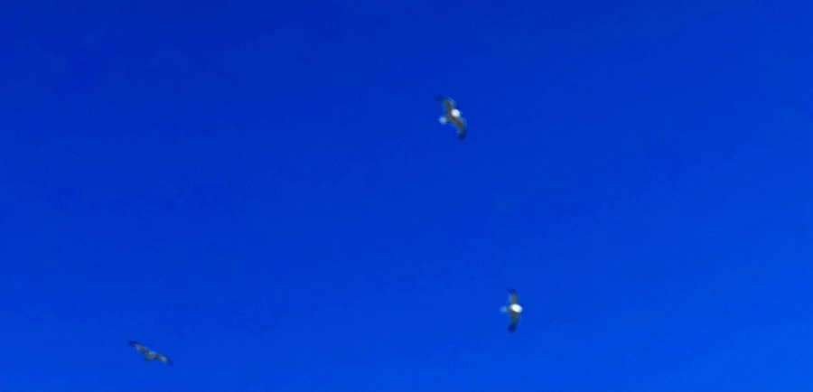 IMG_7862.jpg?type=w966