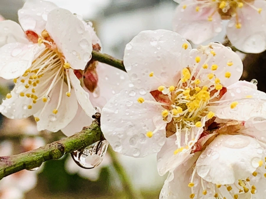 IMG_1994.jpg?type=w966