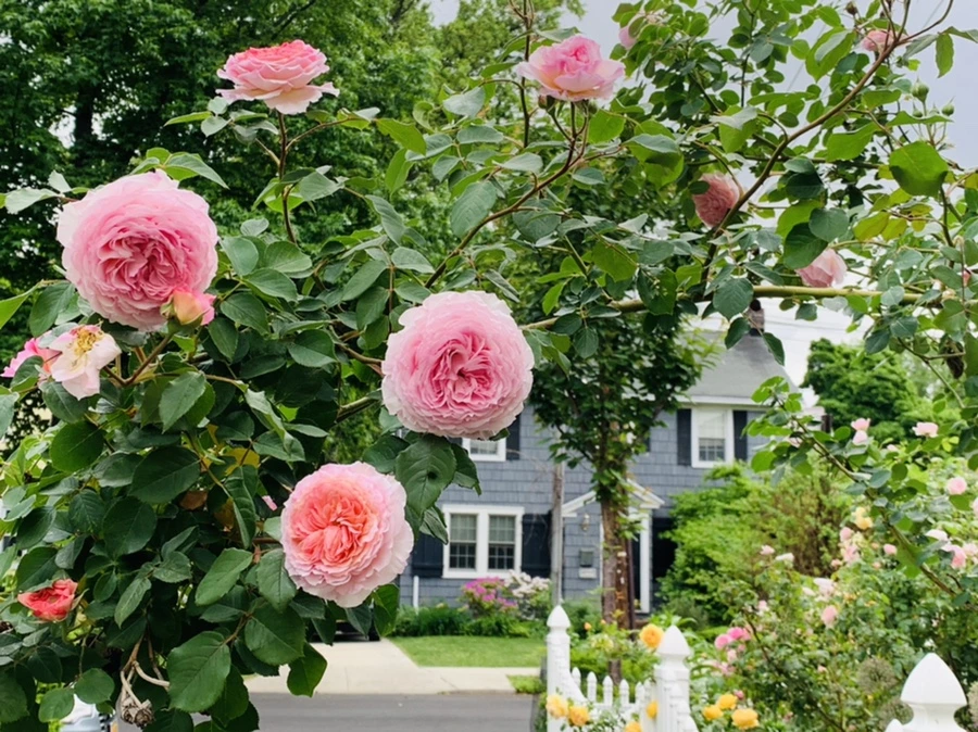 IMG_5959.jpg?type=w966