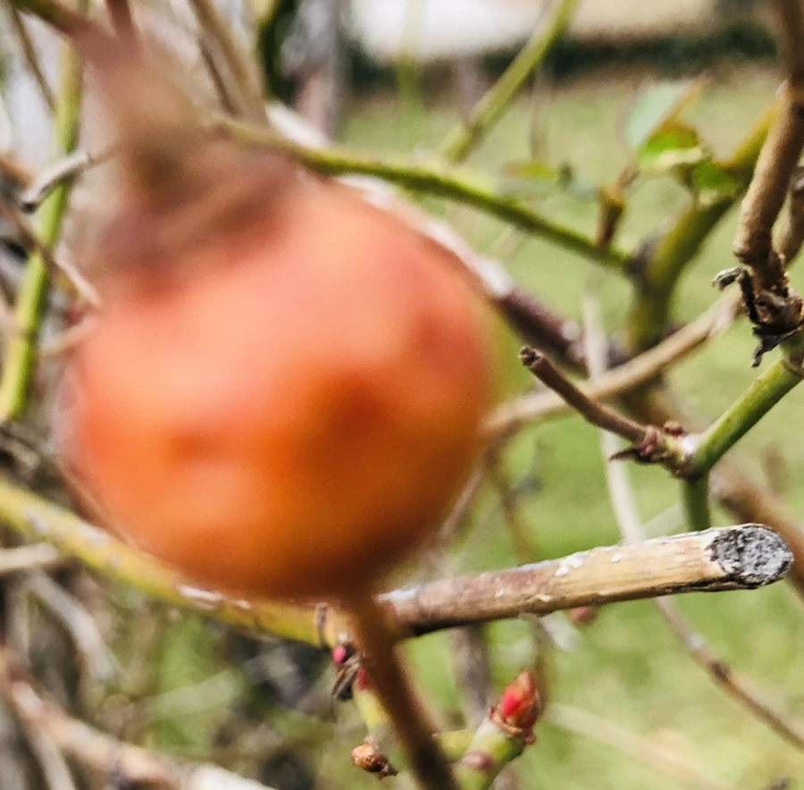 IMG_2374.jpg?type=w966