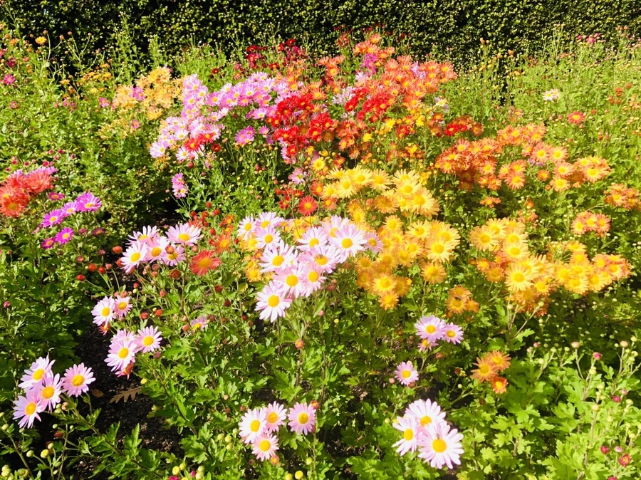 IMG_1949.jpg?type=w966