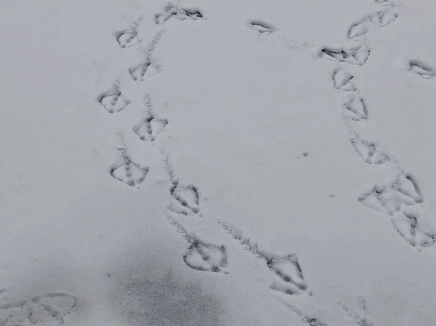 IMG_2520.jpg?type=w966