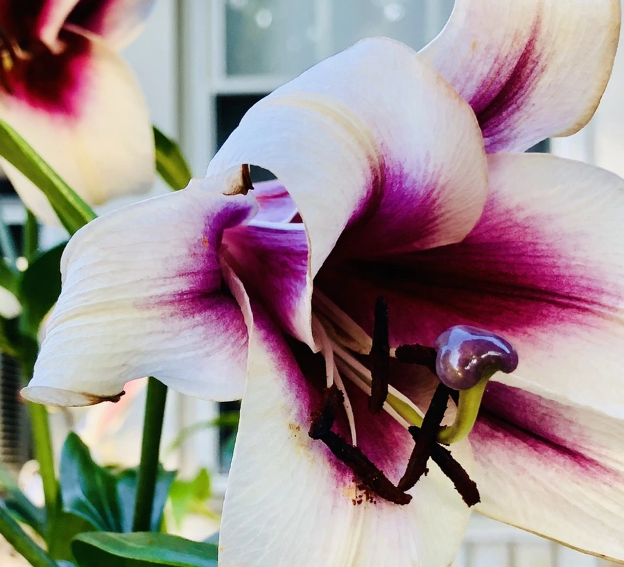 IMG_1898.jpg?type=w966