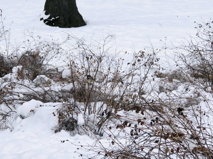 IMG_2305.jpg?type=w966