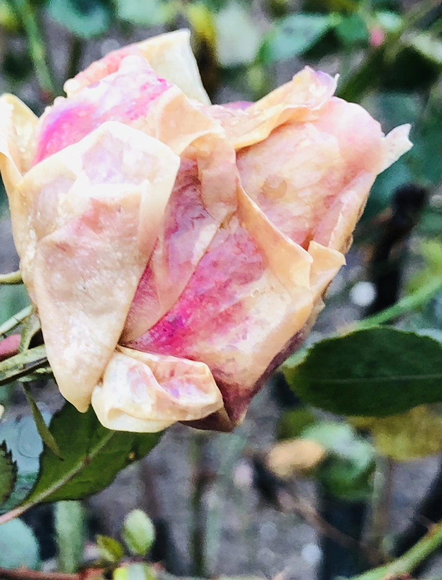 IMG_8090.jpg?type=w966