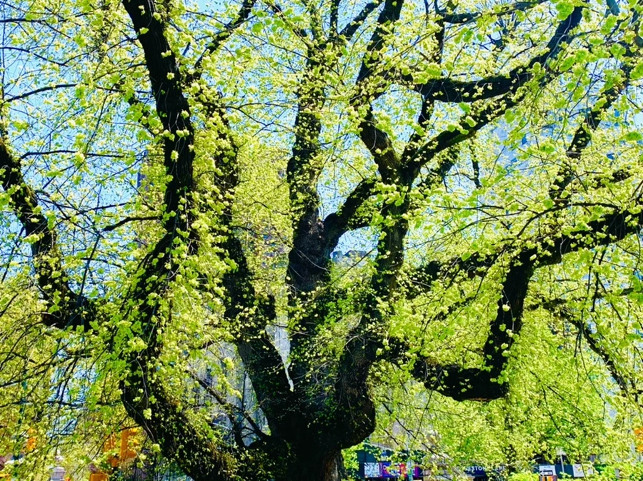 IMG_5682.jpg?type=w966