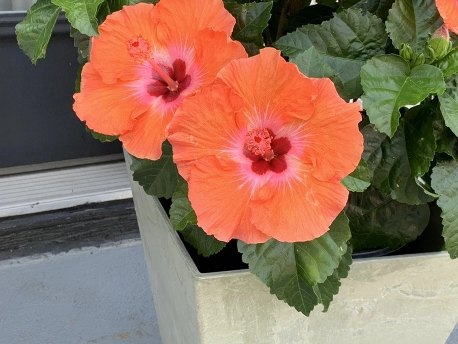 aYImaam-Ohtir3X338gwetNqaRY