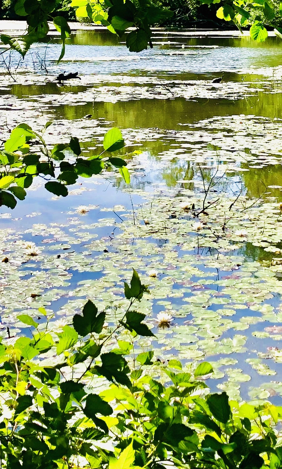 IMG_9331.jpg?type=w966