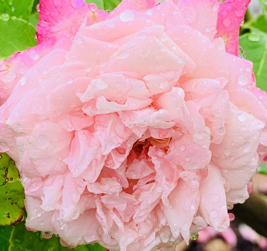 IMG_9582.jpg?type=w966