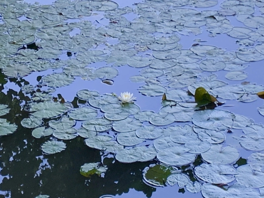 IMG_4238.jpg?type=w966