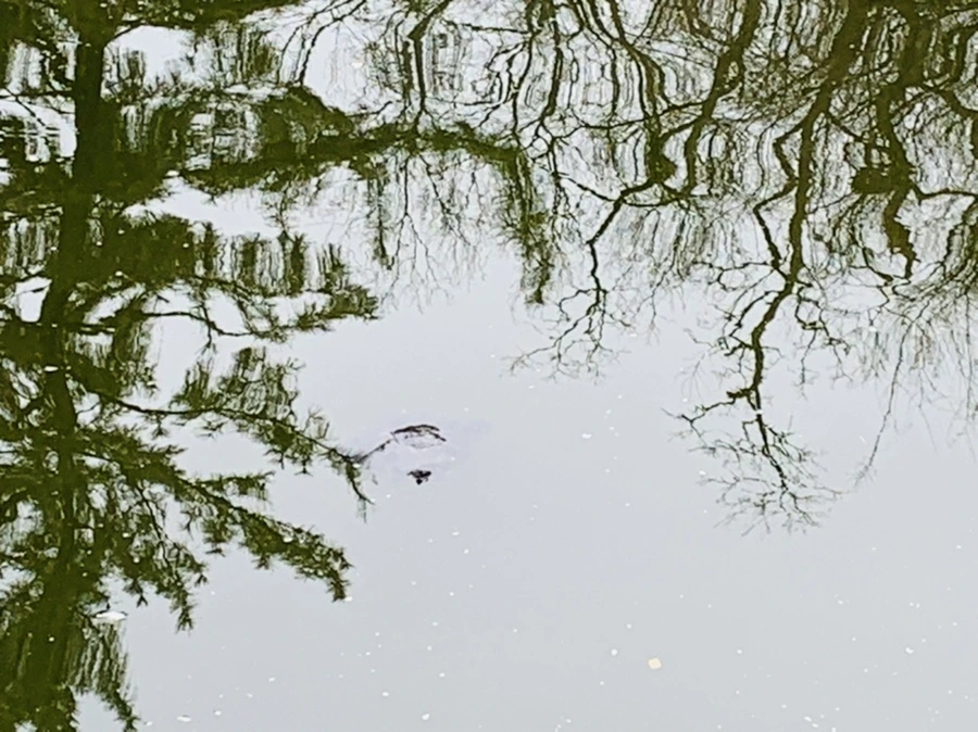 IMG_3861.jpg?type=w966