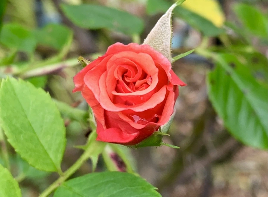 IMG_0427.jpg?type=w966