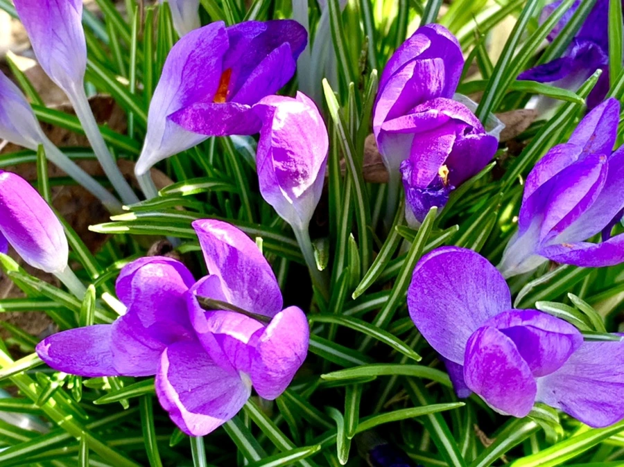 IMG_1482.jpg?type=w966