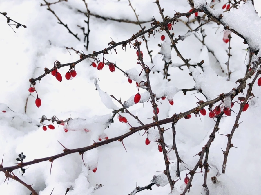 IMG_8987.jpg?type=w966