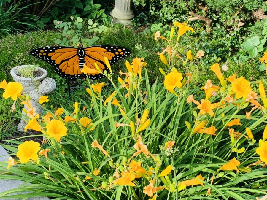 IMG_5695.jpg?type=w966