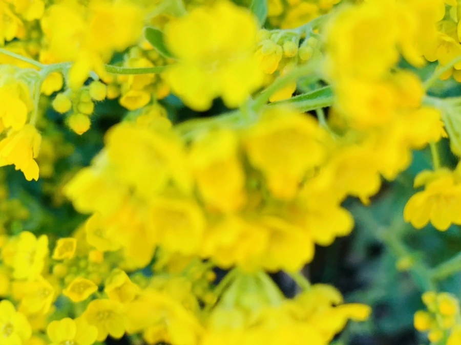 IMG_4162.jpg?type=w966