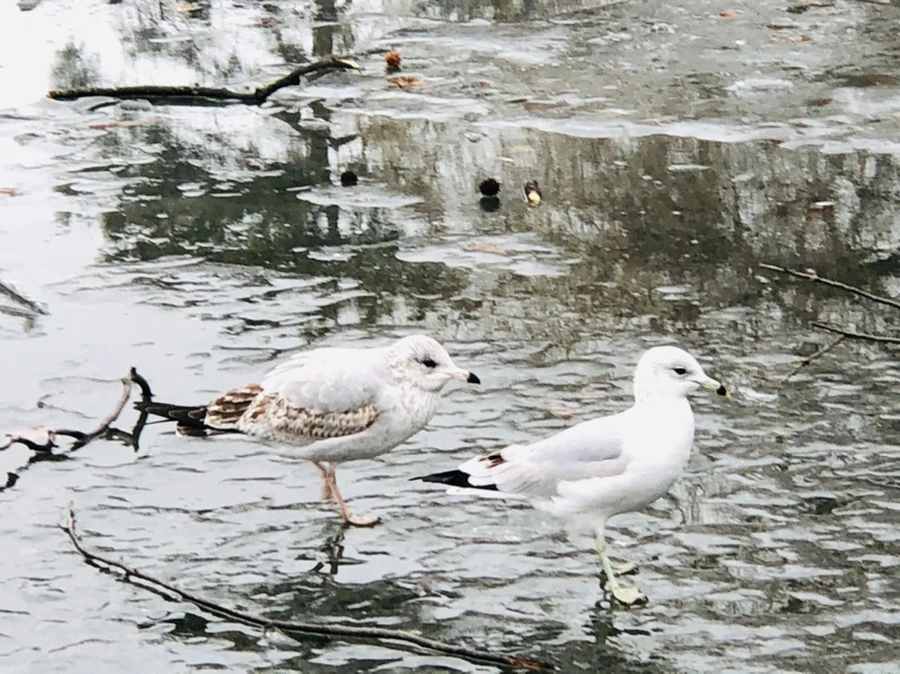 IMG_3154.jpg?type=w966