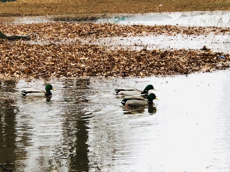 IMG_3385.jpg?type=w966