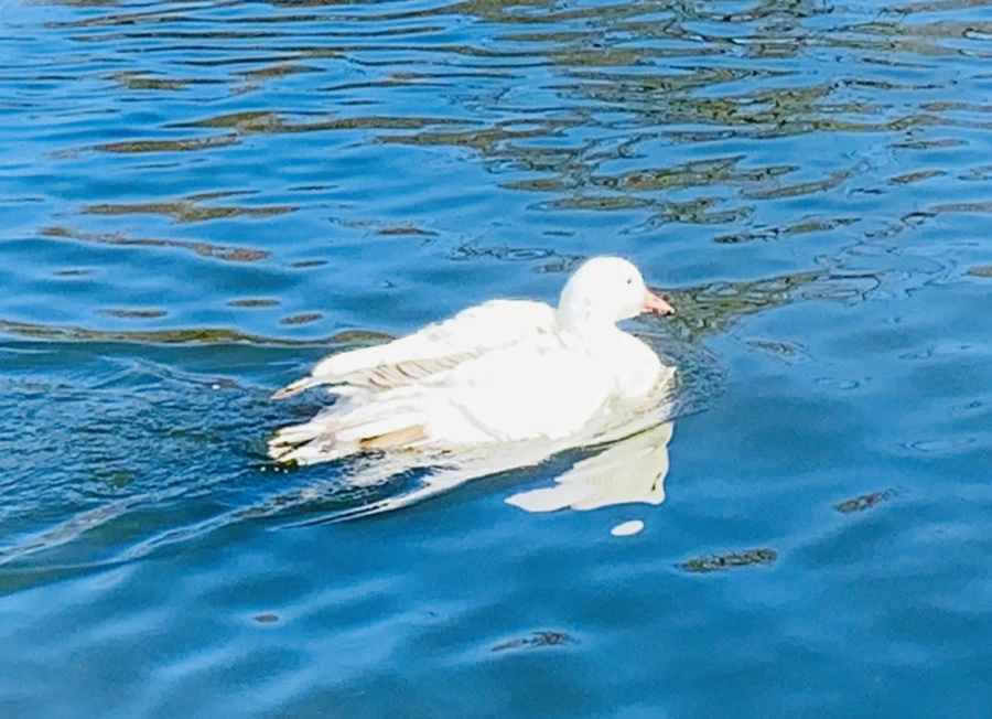 IMG_8952.jpg?type=w966