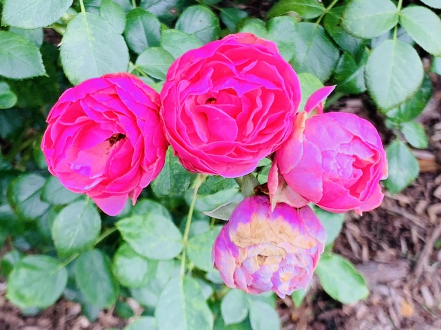 IMG_8748.jpg?type=w966