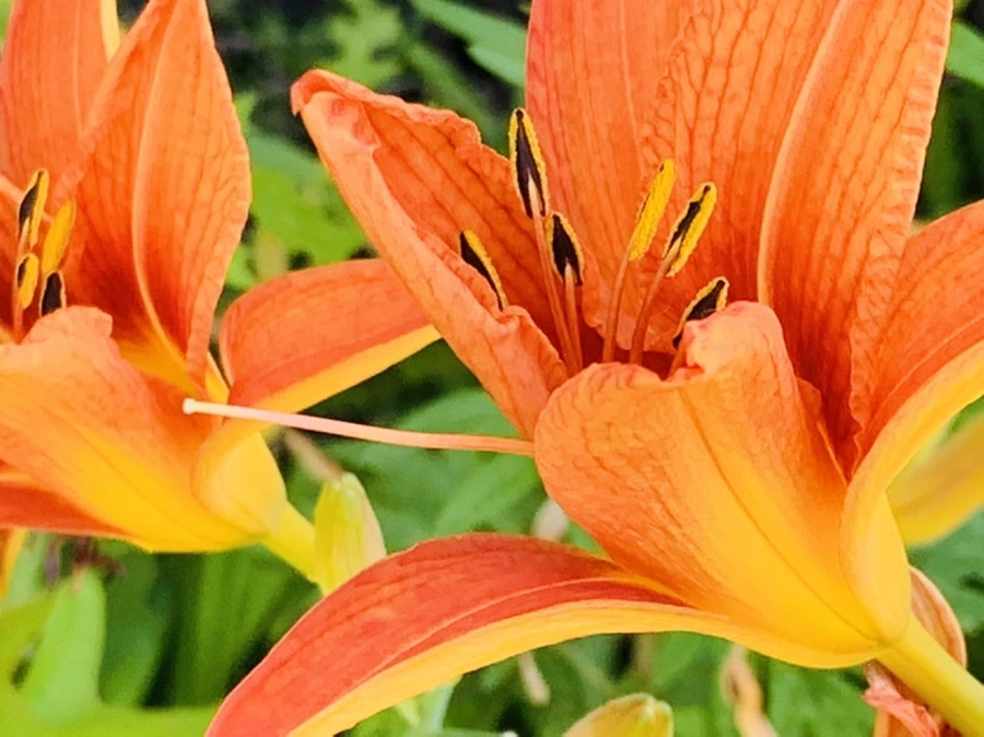 IMG_4863.jpg?type=w966