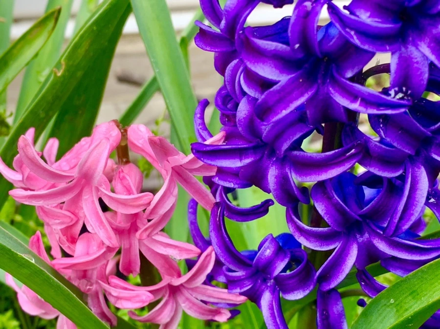 IMG_6201.jpg?type=w966