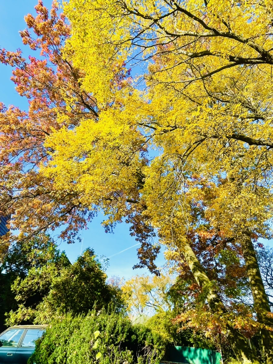 IMG_2205.jpg?type=w966