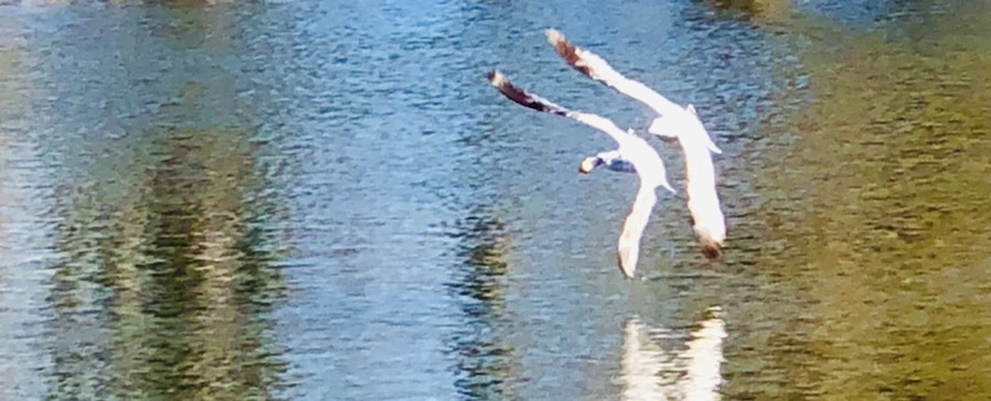 IMG_5566.jpg?type=w966