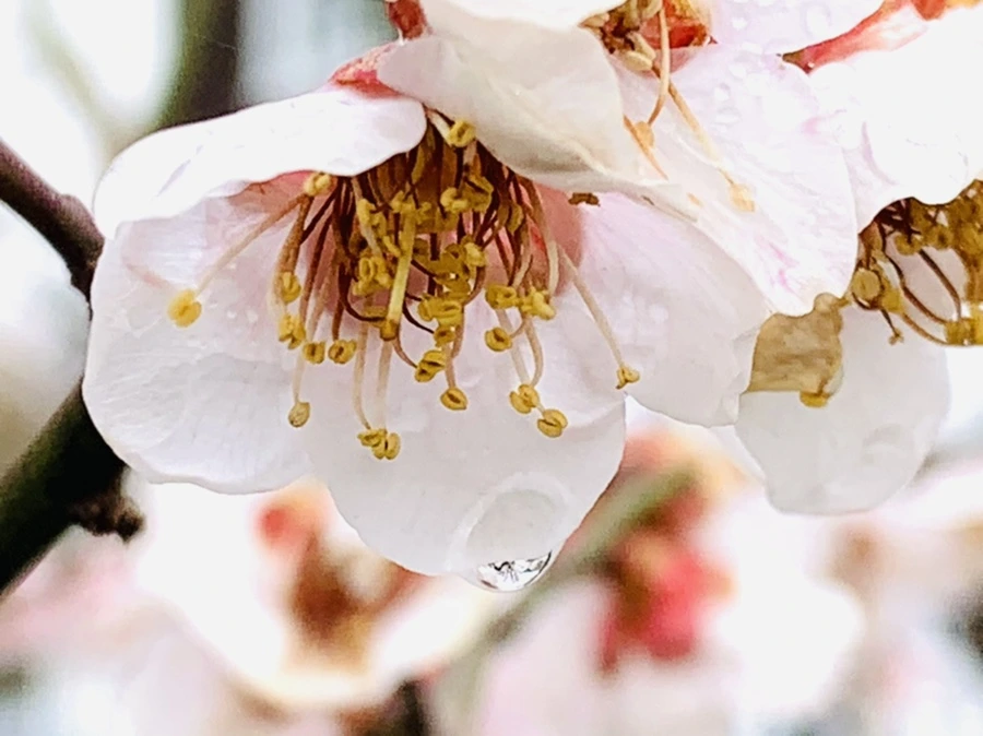 IMG_3929.jpg?type=w966