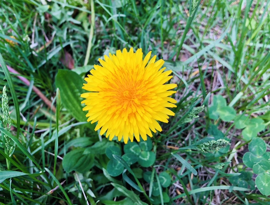 IMG_3358.jpg?type=w966