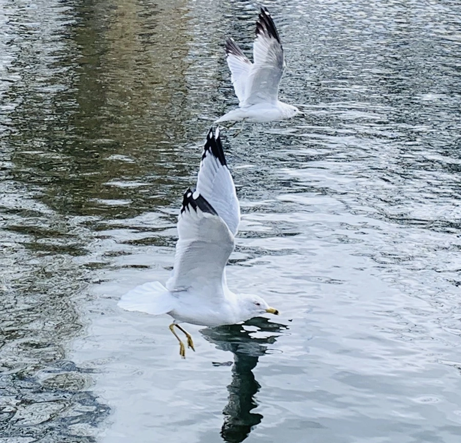 IMG_7886.jpg?type=w966