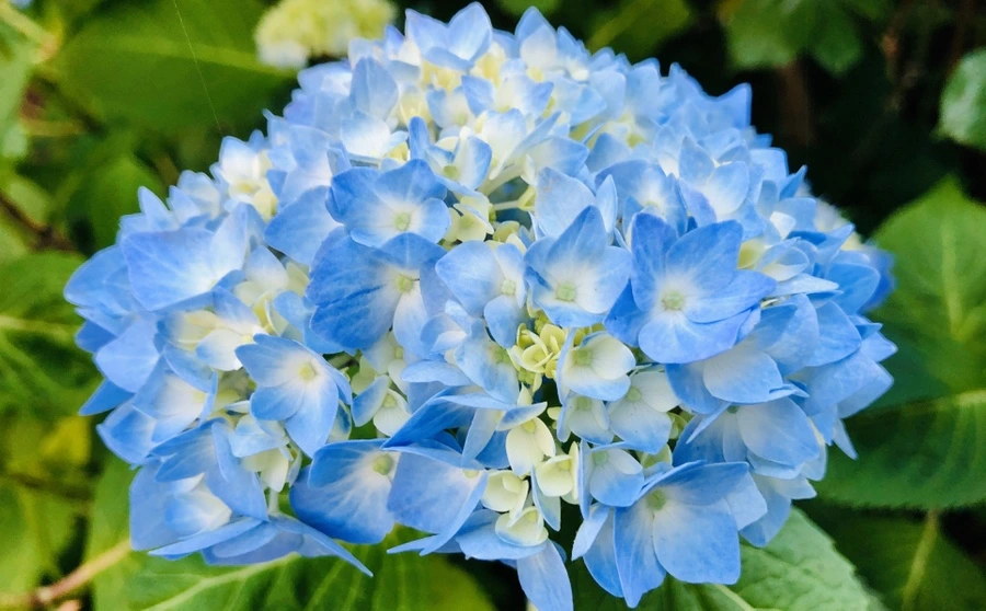 IMG_8633.jpg?type=w966