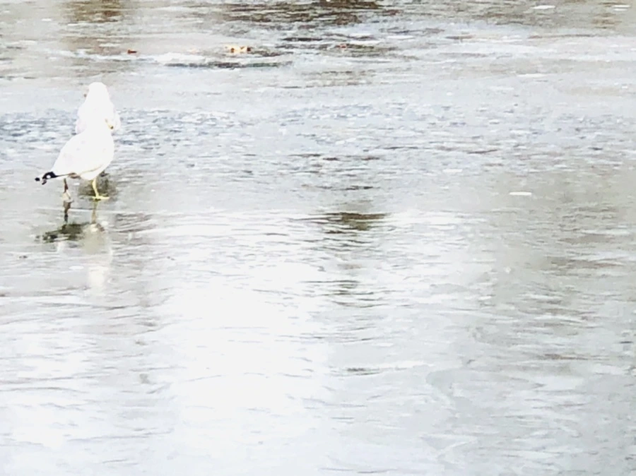 IMG_2142.jpg?type=w966