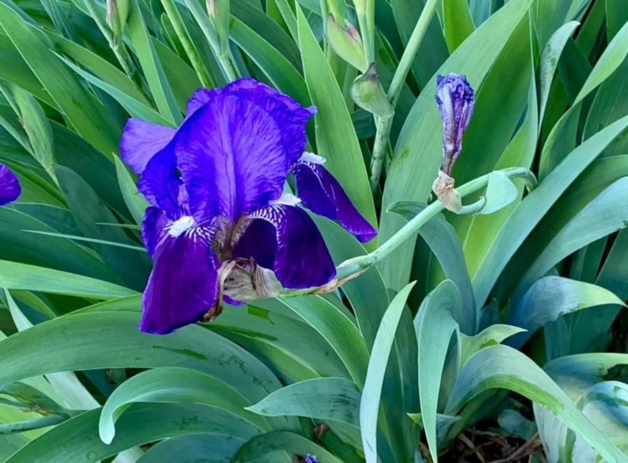 IMG_2154.jpg?type=w966