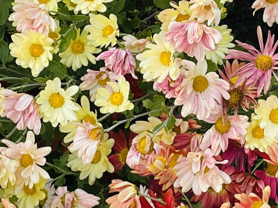 IMG_1151.jpg?type=w966