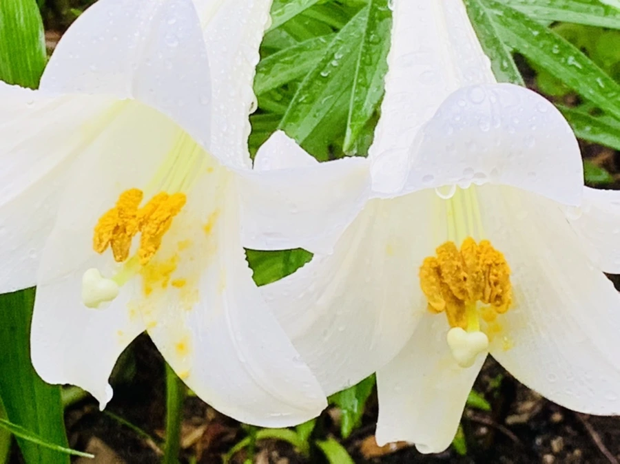 IMG_0141.jpg?type=w966