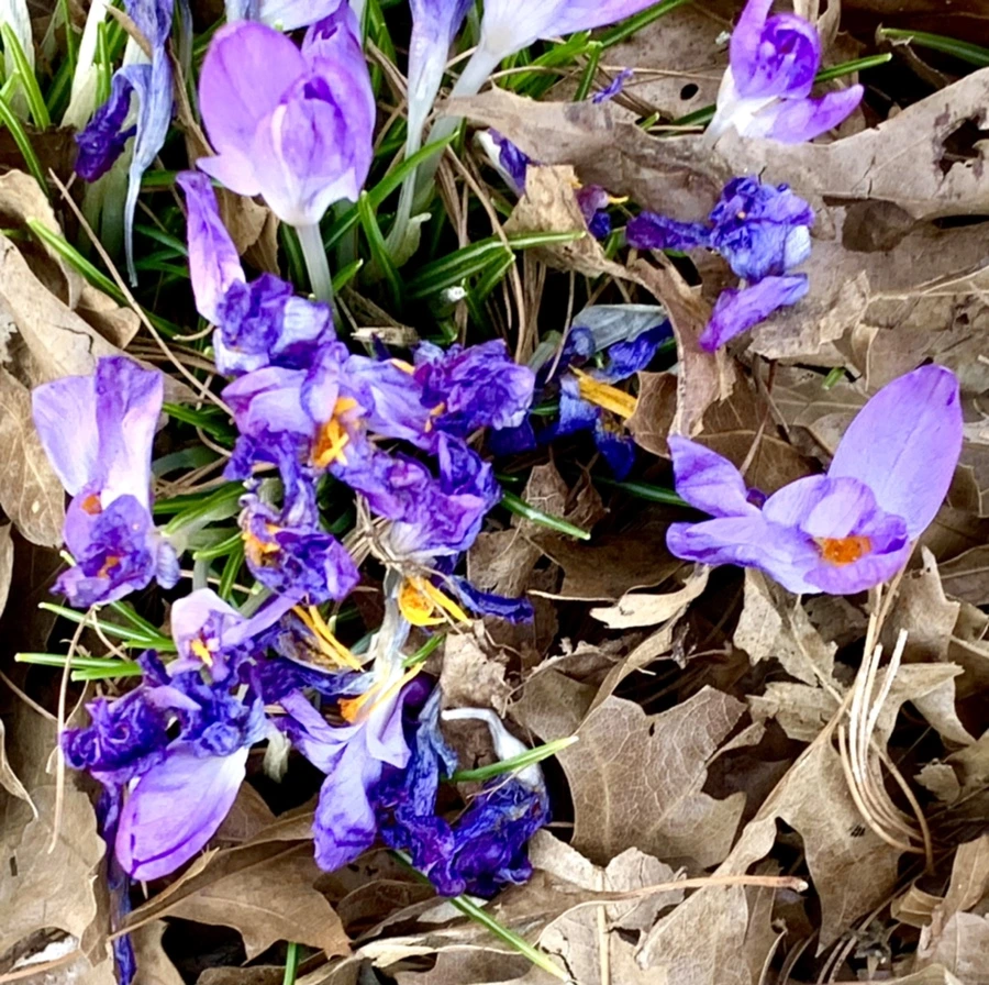 IMG_1510.jpg?type=w966