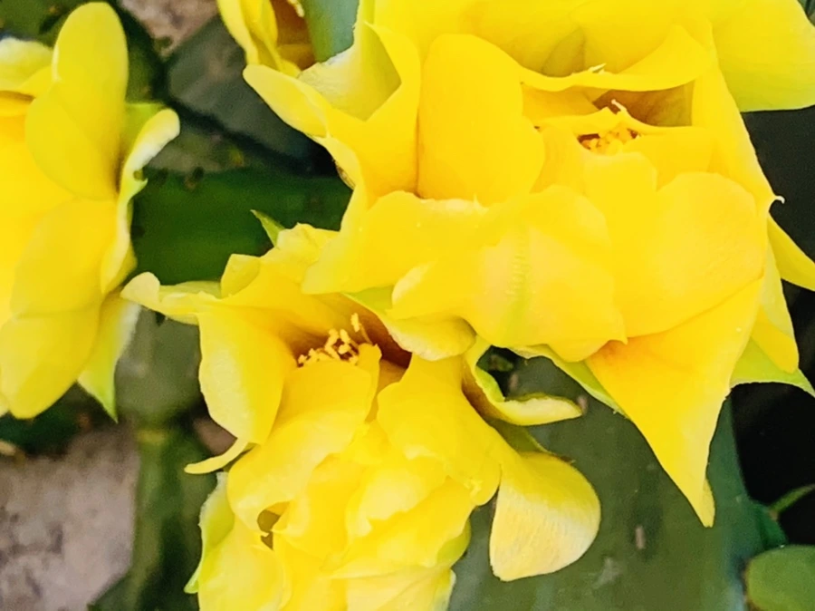 IMG_4366.jpg?type=w966