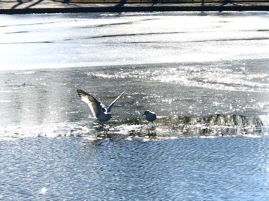 IMG_6822.jpg?type=w966